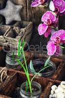 spring sprouts Orchid