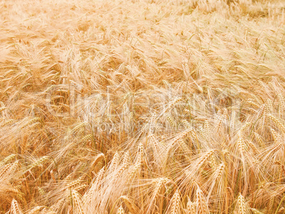 Retro looking Barleycorn field