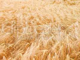 Retro looking Barleycorn field