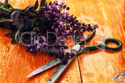 bunch of fresh blooming fragrant lavender