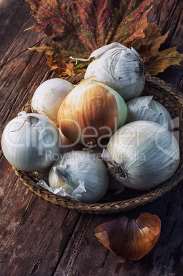 harvest onion