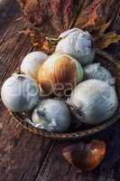 harvest onion