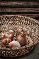 seedlings flower bulbs