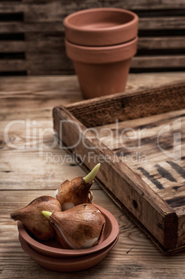 bulbs of tulips on a background of ceramic pots