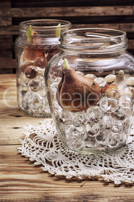 sprouted bulbs tulips in glass container