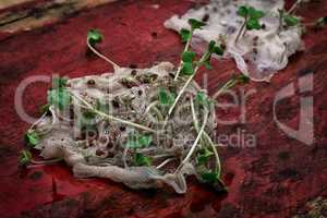 stems sprout plant in marl