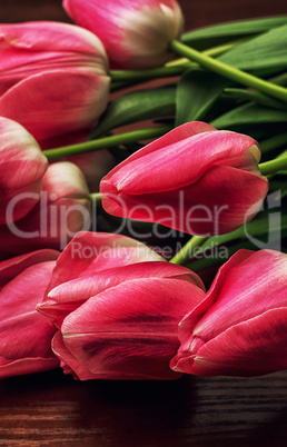 blossoming tulips