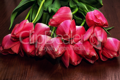blossoming tulips