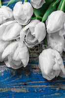 white tulips