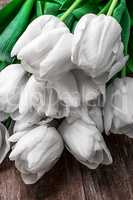 white tulips