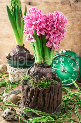 blossoming flower of hyacinth