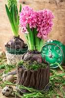 blossoming flower of hyacinth