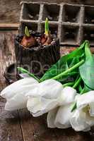 sprouted bulbs tulips