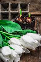 sprouted bulbs tulips