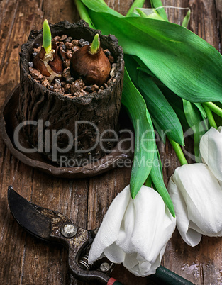 sprouted bulbs tulips