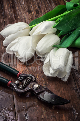 sprouted bulbs tulips