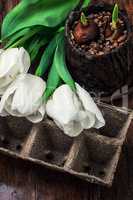 sprouted bulbs tulips