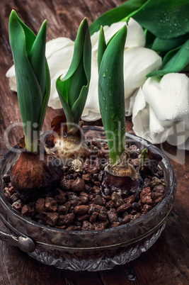 sprouted bulbs tulips