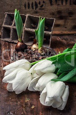 sprouted bulbs tulips