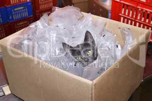 Homeless cat sitting in a cardboard box including plastic packag