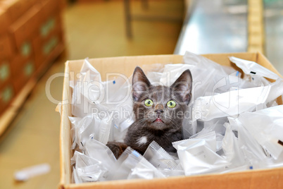 Homeless cat sitting in a cardboard box including plastic packag