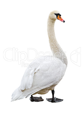 White mute swan cutout