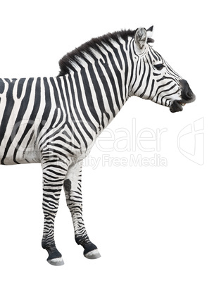Zebra talks cutout