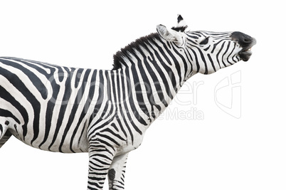 Zebra singing cutout