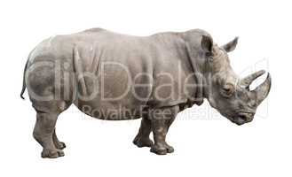 White rhino old male cutout