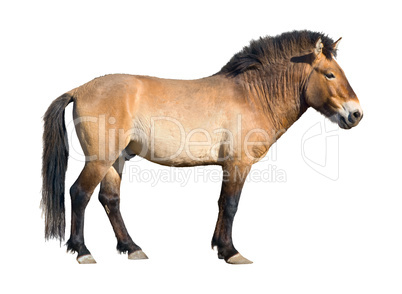Przewalski wild horse cutout