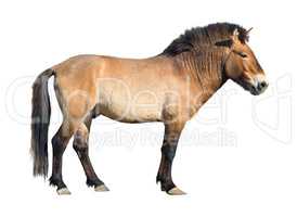 Przewalski wild horse cutout