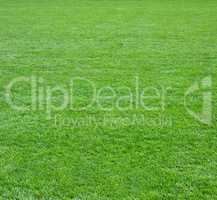 Green grass field square