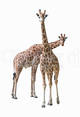 Giraffe young couple