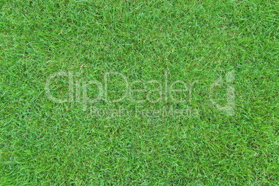 Green grass lawn