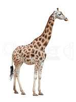 Giraffe female on white