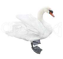 White mute swan (Cygnus olor)
