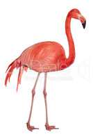 American Flamingo cutout