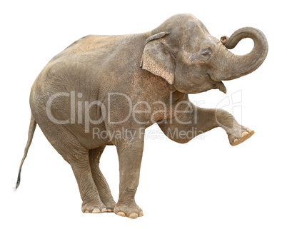 Asian elephant female greeting cutout