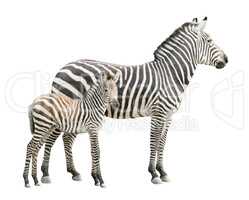 Zebra with foal cutout