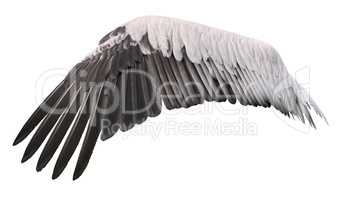 Bird wing cutout