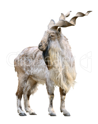 Markhor male (Capra falconeri) cutout