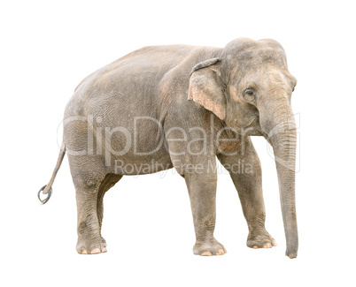Asian elephant young female cutout