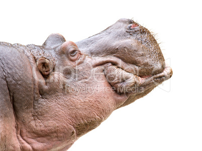 Hippo head cutout
