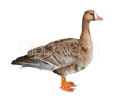 White-Fronted Goose Cutout