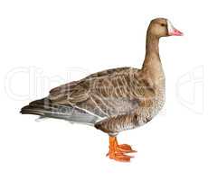 White-Fronted Goose Cutout