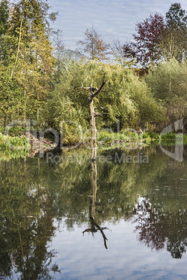 Abgestorbener Baum