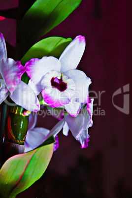 orchidee