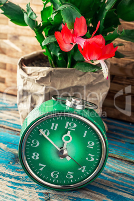 symbol of spring green clock and blossoming flower
