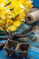 bouquet of blooming April daffodils