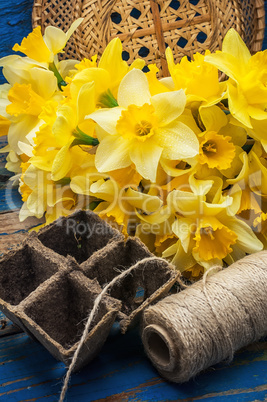 bouquet of blooming April daffodils